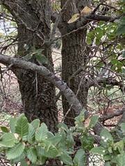Quercus trojana