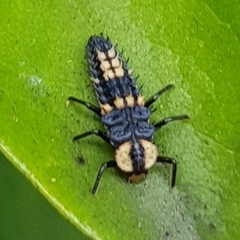 Harmonia testudinaria