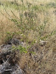 Oenothera curtiflora