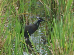 Gallirallus torquatus