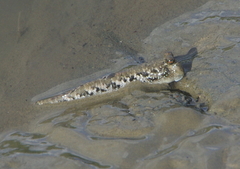 Periophthalmus argentilineatus