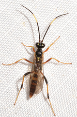 Polytribax contiguus