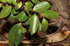 Glochidion ferdinandi