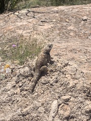 Sceloporus poinsettii