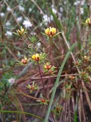 Pultenaea paleacea