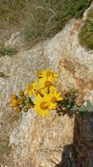 Senecio nigrescens
