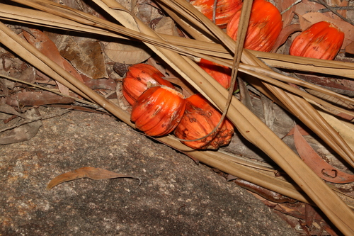 Image of Pandanus cookii by (c) Greg Tasney, some rights reserved (CC BY-SA)