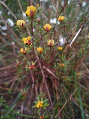 Pultenaea paleacea