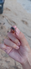 Prionyx viduatus