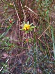 Pultenaea paleacea