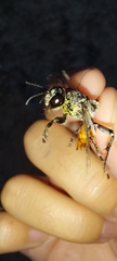 Prionyx viduatus