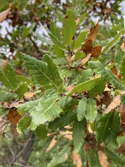 Quercus trojana