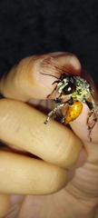Prionyx viduatus