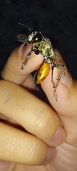 Prionyx viduatus