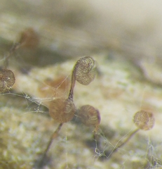 Cribraria cancellata