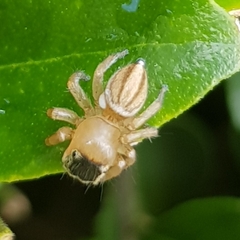 Maratus scutulatus