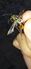 Prionyx viduatus