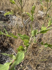 Oenothera curtiflora