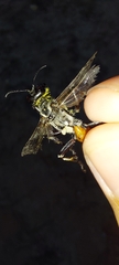 Prionyx viduatus