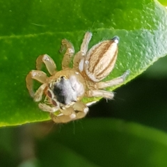 Maratus scutulatus
