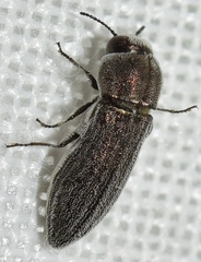Acmaeoderella moroderi