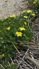Oxalis megalorrhiza