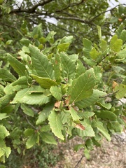 Quercus trojana