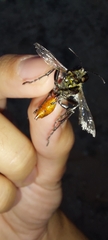 Prionyx viduatus