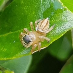 Maratus scutulatus