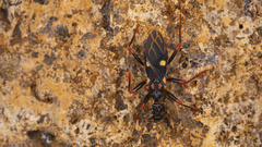 Acanthaspis geniculata