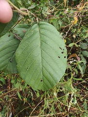 Alnus serrulata