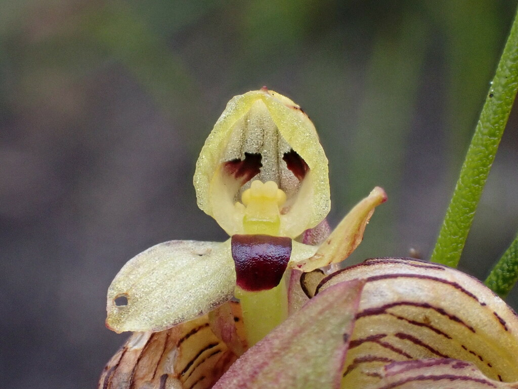 Disa lineata