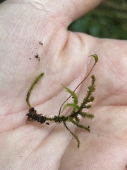 Eurhynchium striatum