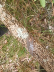 Triboniophorus graeffei