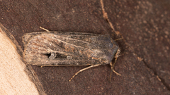 Agrotis infusa