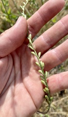 Oenothera curtiflora