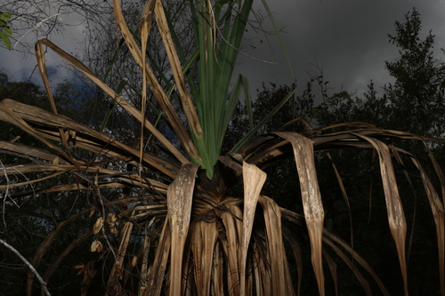Image of Pandanus cookii by (c) Greg Tasney, some rights reserved (CC BY-SA)