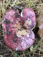 Russula xerampelina