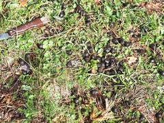 Cervus elaphus
