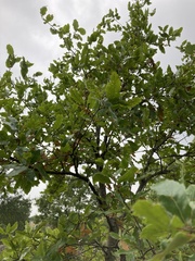 Quercus trojana