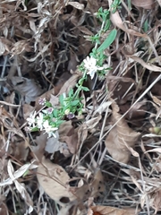 Symphyotrichum lateriflorum