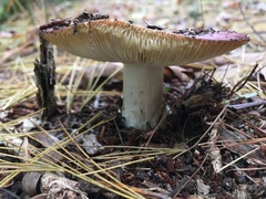 Russula xerampelina