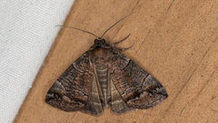 Dysbatus singularis