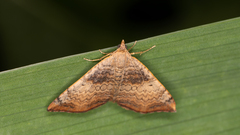 Chrysolarentia mecynata