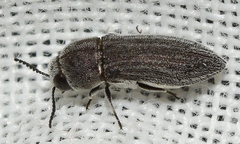 Acmaeoderella moroderi