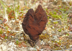 Gyromitra