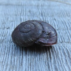 Austrorhytida capillacea