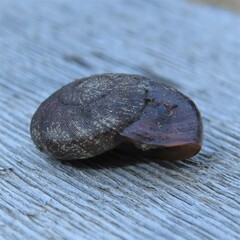 Austrorhytida capillacea