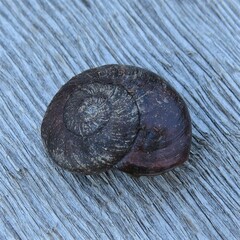Austrorhytida capillacea