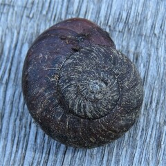 Austrorhytida capillacea